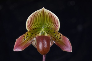 Paphiopedilum Hawaiian Peacock Que AM/AOS 82 pts.